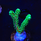 TSA Neon Green Birdsnest Coral