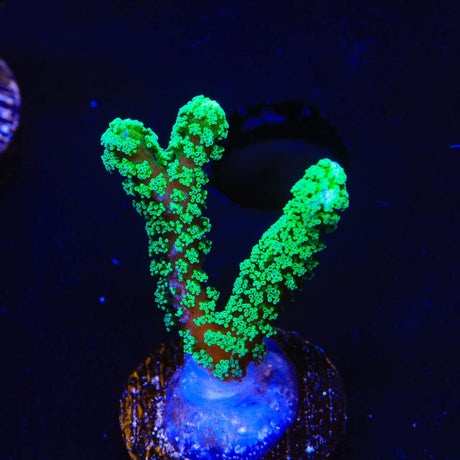 TSA Neon Green Birdsnest Coral
