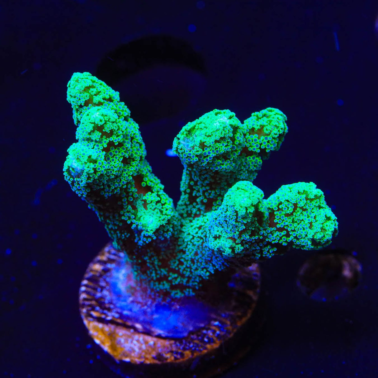 TSA Neon Green Birdsnest Coral