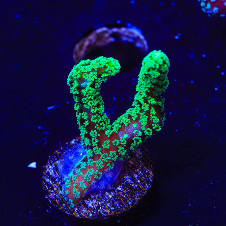 TSA Neon Green Birdsnest Coral