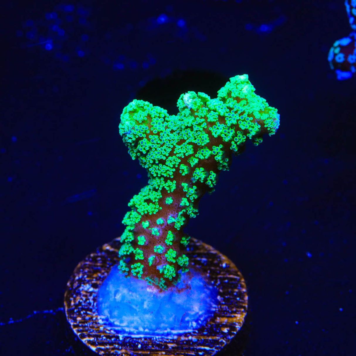 TSA Neon Green Birdsnest Coral