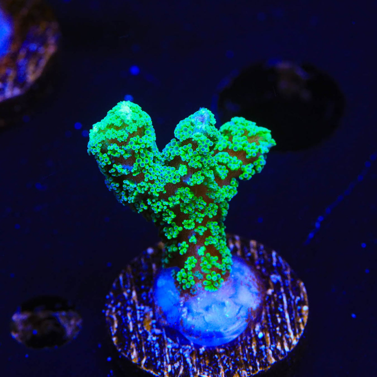 TSA Neon Green Birdsnest Coral