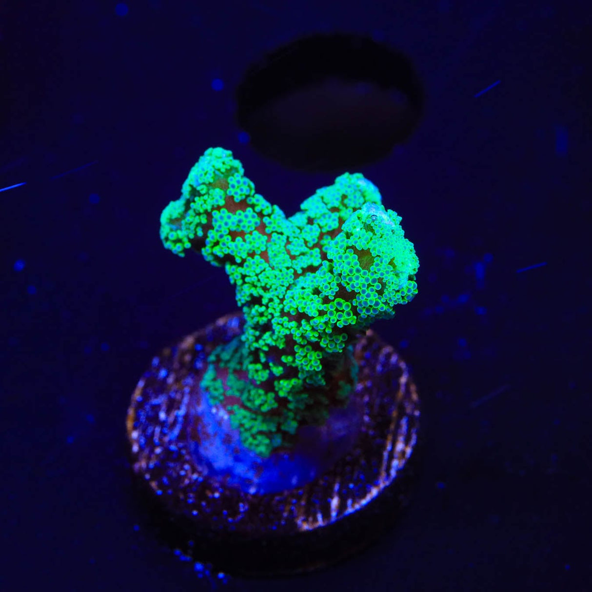 TSA Neon Green Birdsnest Coral