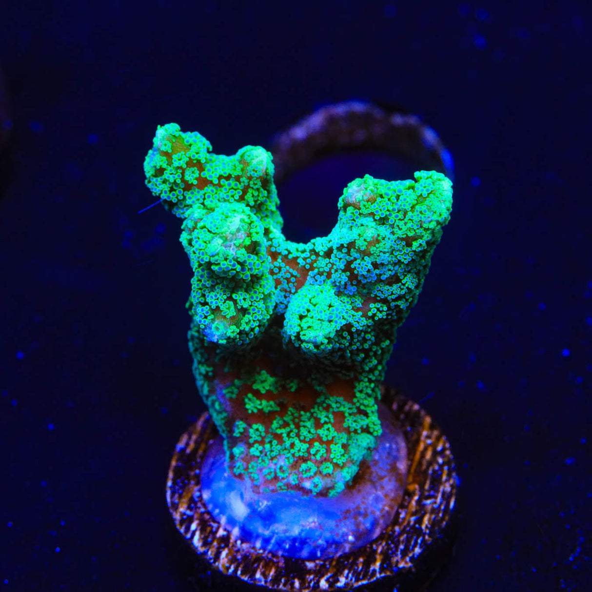TSA Neon Green Birdsnest Coral