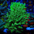 TSA Neon Green Birdsnest Coral