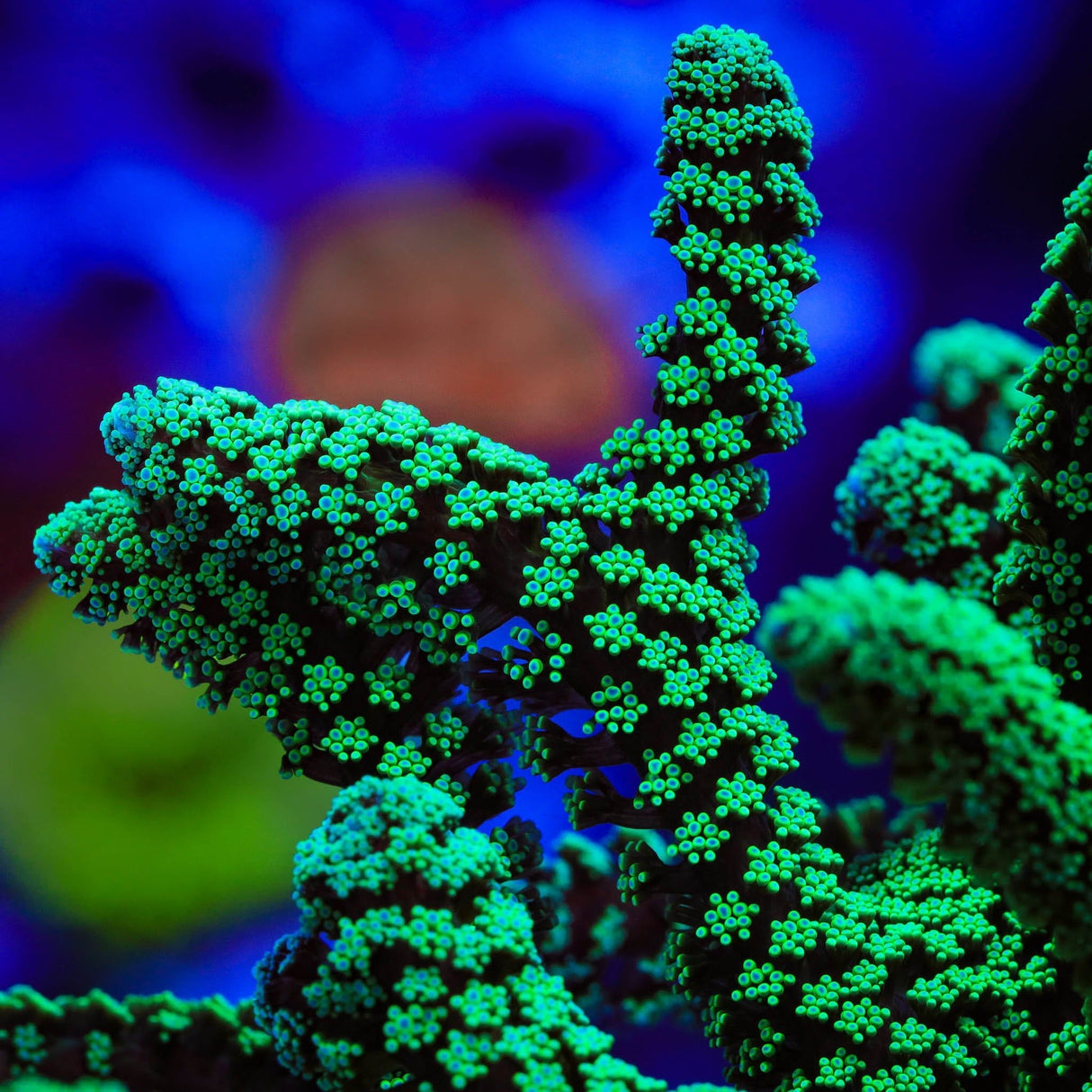 TSA Neon Green Birdsnest Coral