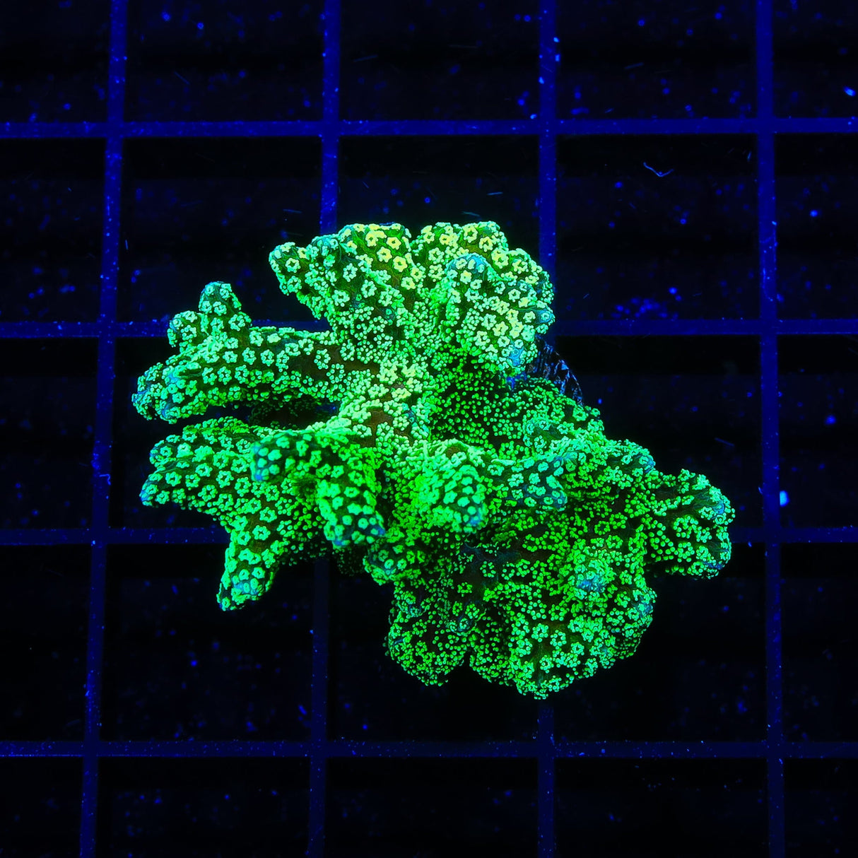 TSA Neon Green Birdsnest XL Frag Coral