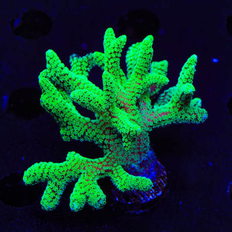 TSA Neon Green Birdsnest XL Frag Coral
