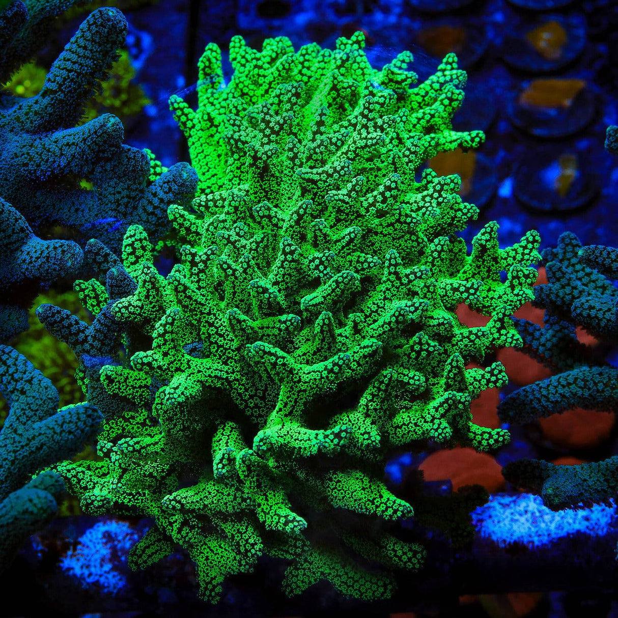 TSA Neon Green Birdsnest XL Frag Coral