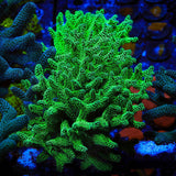 TSA Neon Green Birdsnest XL Frag Coral