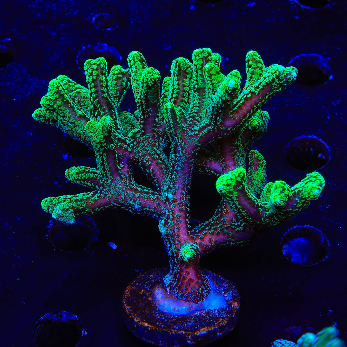 TSA Neon Green Birdsnest XL Frag Coral