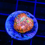 TSA Neon Lights Chalice Coral