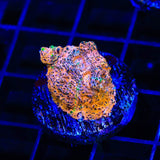 TSA Neon Lights Chalice Coral