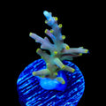 TSA Neon Nectar Acropora Coral