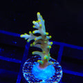 TSA Neon Nectar Acropora Coral