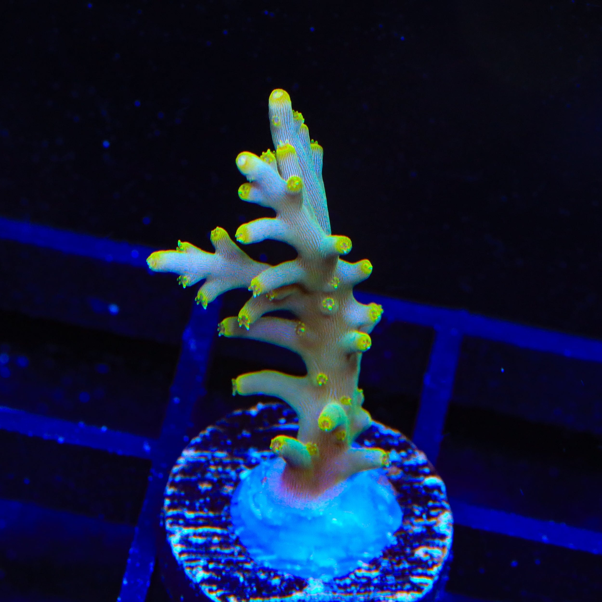 TSA Neon Nectar Acropora Coral