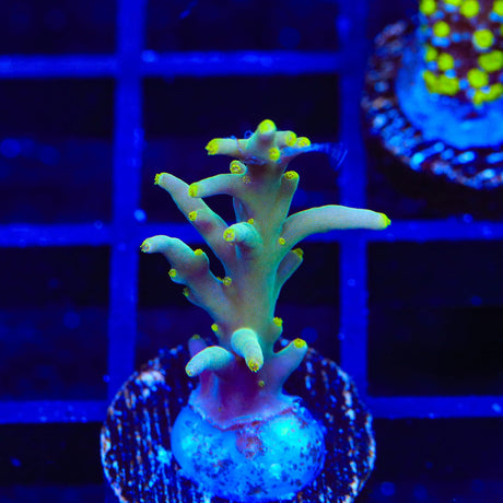 TSA Neon Nectar Dragon Acropora Coral