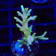 TSA Neon Nectar Dragon Acropora Coral