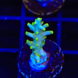 TSA Neon Nectar Dragon Acropora Coral
