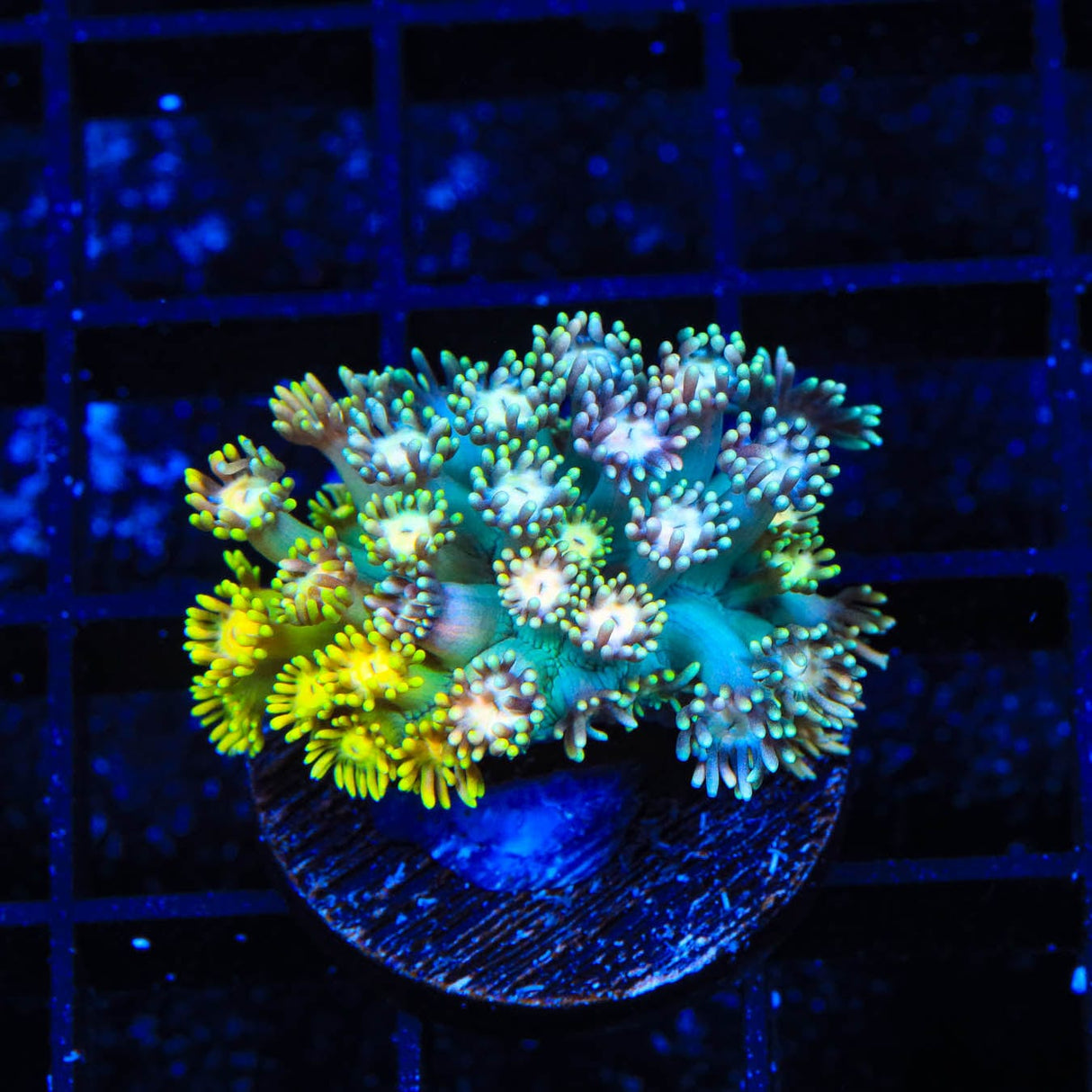 TSA Neon Skittles Goniopora Coral