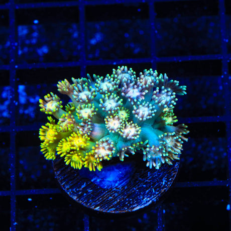 TSA Neon Skittles Goniopora Coral