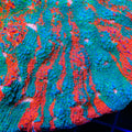 TSA Nightmare on Elm Chalice Coral