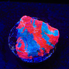 TSA Nightmare on Elm Chalice Coral