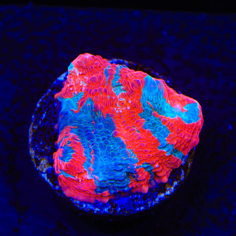 TSA Nightmare on Elm Chalice Coral