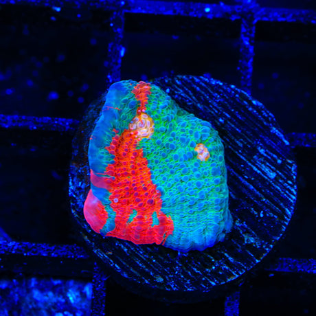 TSA Nightmare on Elm Chalice Coral