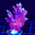 TSA Nightshade Acropora Colony Coral