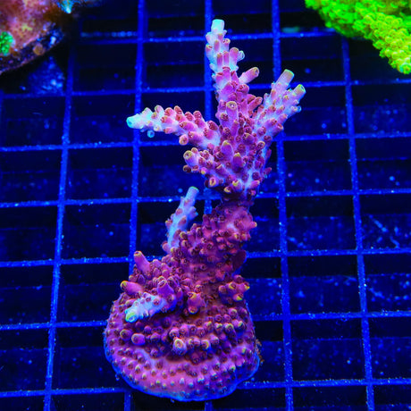 TSA Nightshade Acropora Colony Coral