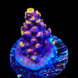 TSA Nightshade Acropora Coral