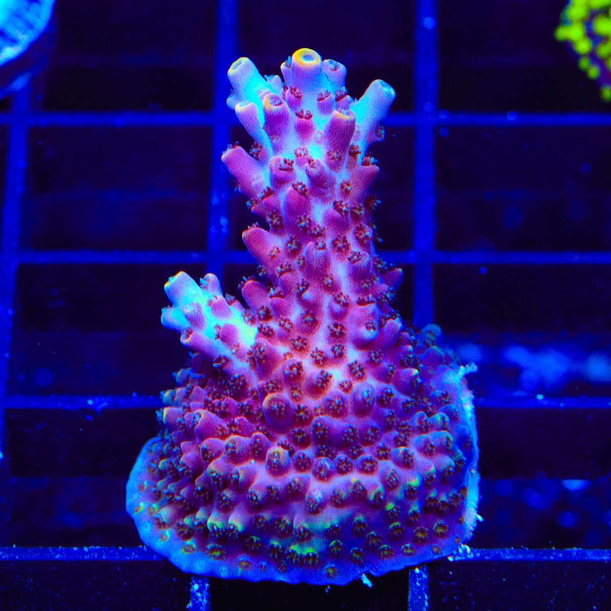 TSA Nightshade Acropora Coral