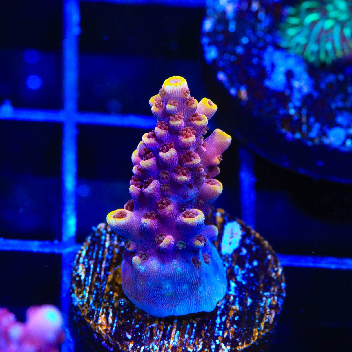 TSA Nightshade Acropora Coral