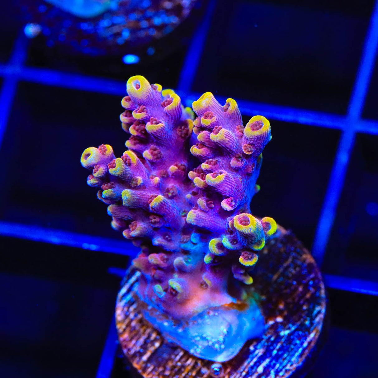 TSA Nightshade Acropora Coral