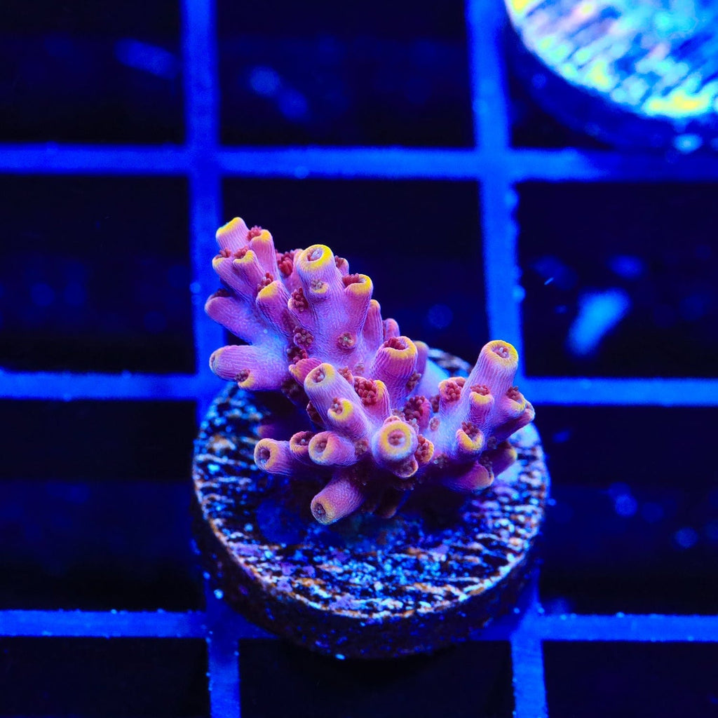TSA Nightshade Acropora Coral