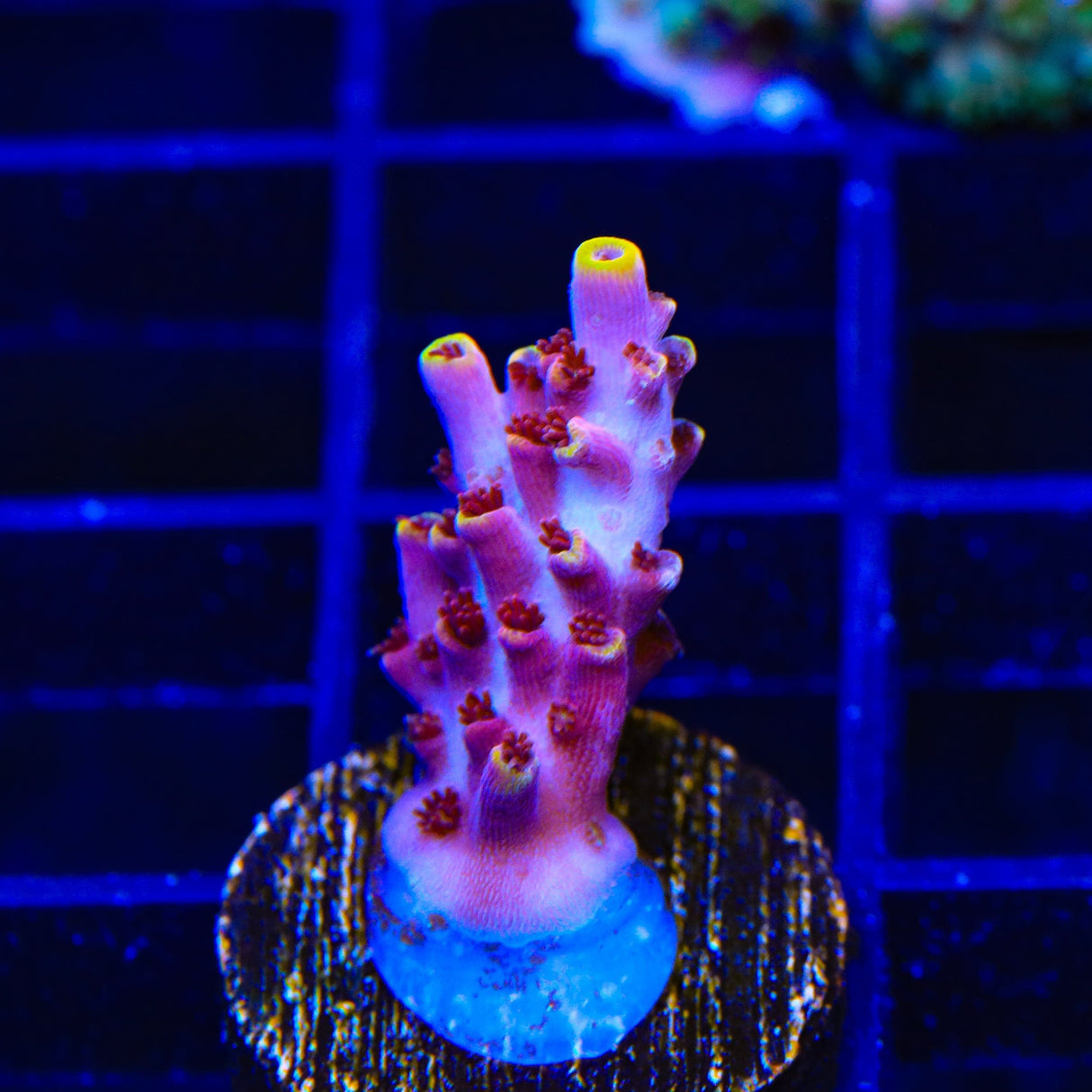 TSA Nightshade Acropora Coral