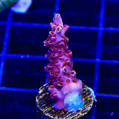 TSA Nightshade Acropora Coral