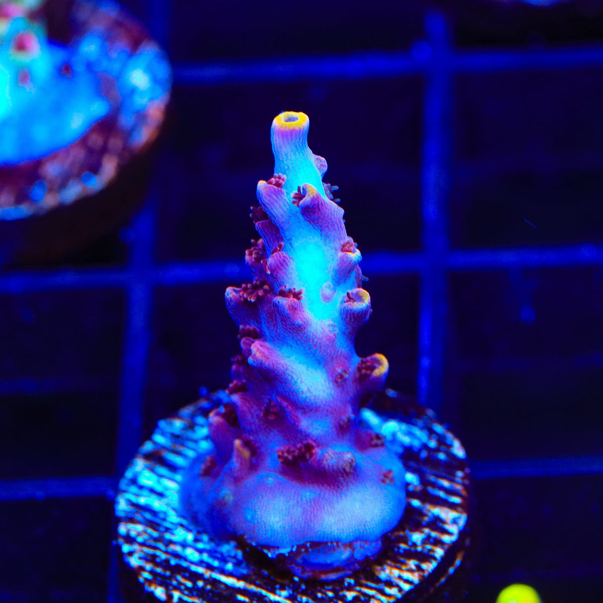 TSA Nightshade Acropora Coral