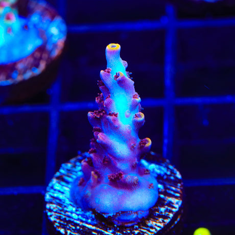 TSA Nightshade Acropora Coral