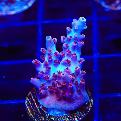 TSA Nightshade Acropora Coral