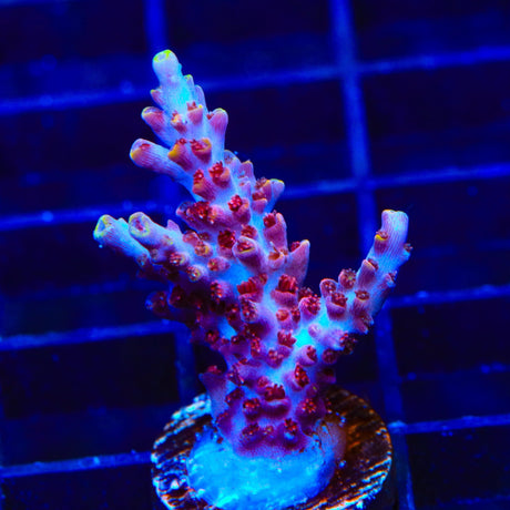 TSA Nightshade Acropora Coral
