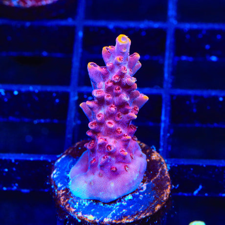 TSA Nightshade Acropora Coral
