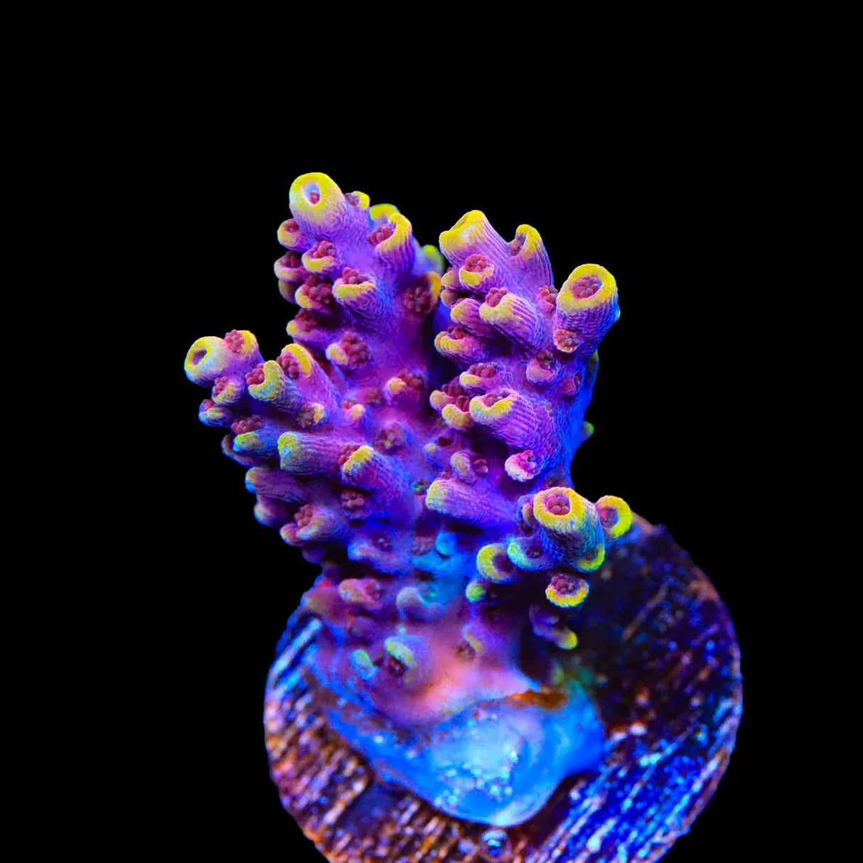 TSA Nightshade Acropora Coral