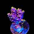 TSA Nightshade Acropora Coral