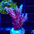 TSA Nightshade Acropora XL Frag Coral