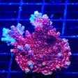 TSA Nightshade Acropora XL Frag Coral