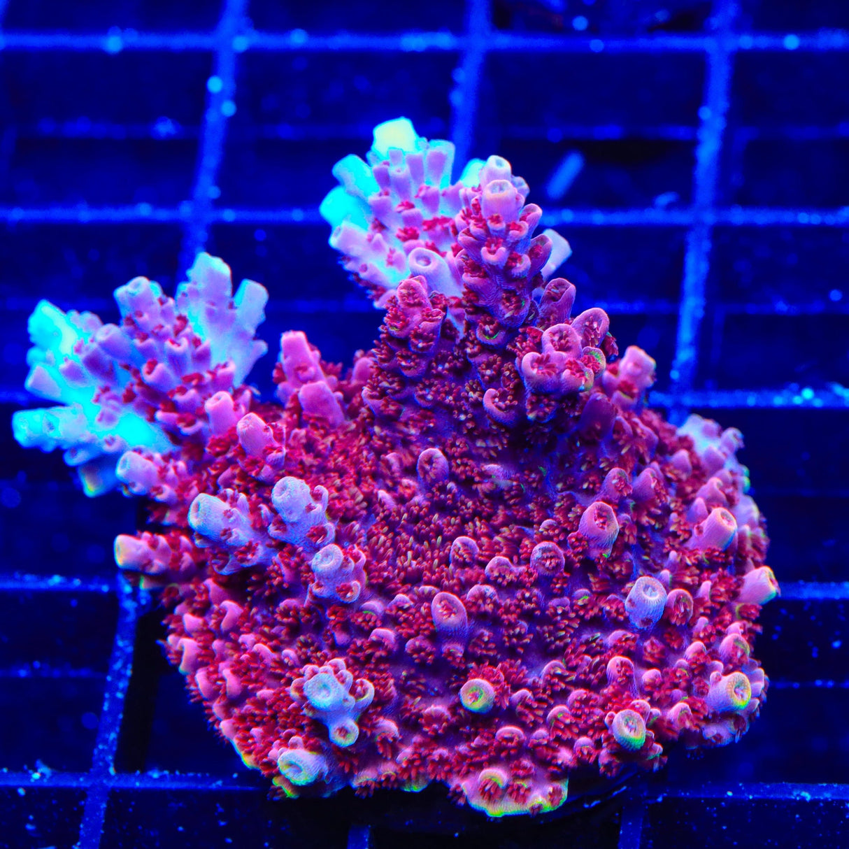 TSA Nightshade Acropora XL Frag Coral