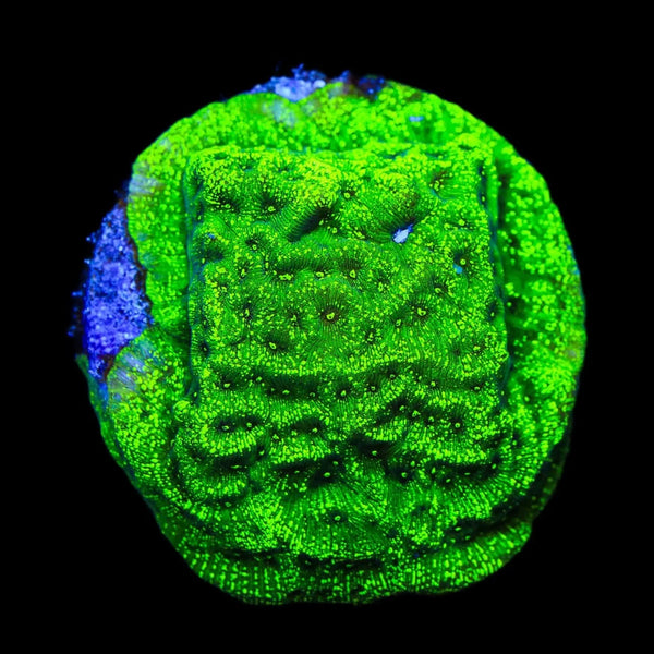 TSA Northern Lights Leptoseris Coral