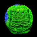 TSA Northern Lights Leptoseris Coral